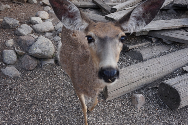 Up close with a deer